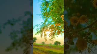 4k short video #shortvideo #shorts #4k #8k #bandsplyrics