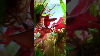 mmerse yourself in this underwater jungle! 🌿🐟 #AquascapeDreams