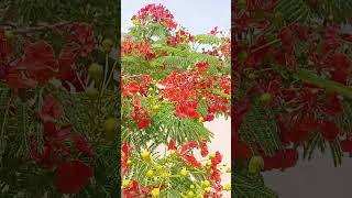 Just looking like WOW #islamicstatus #saudiarabia #flowers #flower #flowerlover