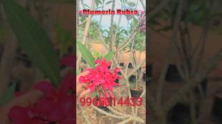 "Plumeria Rubra: The Exotic & Fragrant Temple Tree for Your Garden"