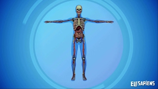 LOS SISTEMAS DEL CUERPO HUMANO
