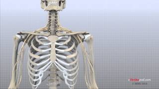 頸椎解剖学（eOrthopod）