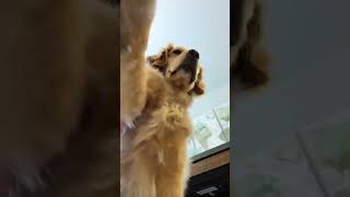 TikTok Transformation Tale! 🐕✨