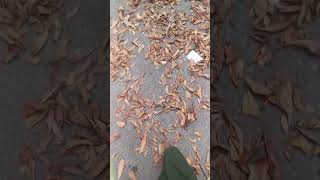 Autumn #slowedandreverb #germany #india #studentlife #studyabroad #beautiful #nature #naturelovers