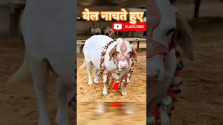amazing cow dance 🤣#cow #gaygay#gaay#shortsfeed #shorts #viral #trending #youtubeshorts #funny
