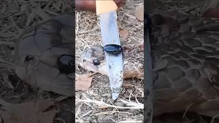 蛇の頭から採れる石