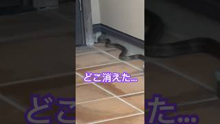 【衝撃】巨大蛇が我が家に出現。そして、、、