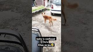 Jacky is confused b/wKhau ya jau🤣 #dogandfamily #shorts #doglover #viral #trending