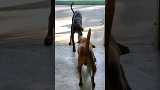 1yr Doberman & 2yrs Kombai tug war