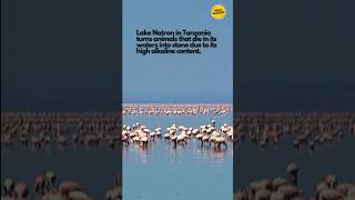 Did you know this unique facts in Tanzania? #factshorts #uniqueshorts #shorts