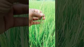 #baapu gela kheti keri dekhi hai#