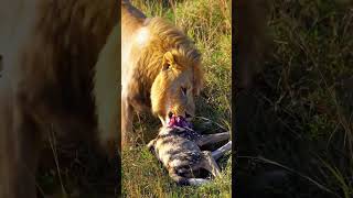 HIGH TENSION‼️LION ATTACK OVER WILD DOG #wildlife #predatorvsprey #animals #wildanimals