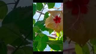 Mor Monomoye.#oldbanglasongs#coversong#music#shorts.by Roma Chakraborty.
