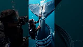 Rescuing a Humpback Whale 🐋 #humpbackwhale #marineconservation #oceanlove #savetheocean