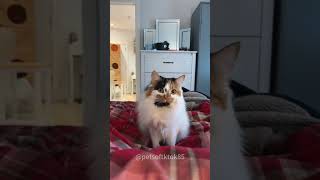 Who dares to eat cats,now!😼#cat #funnyanimal #funny #funnycat #funnyvideo #funnypet #trump
