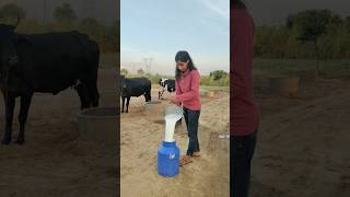 Cow Milking 😌✔️#dairyfarming #milking #shortvideo #shyamsarkar #song