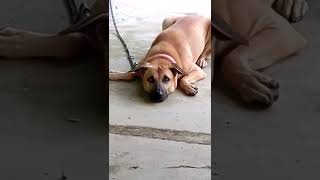 Kombai Dog Whining..