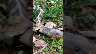 #shortsnake #viral #shorts