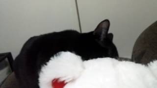 Cat Vs Valentine's Bear.