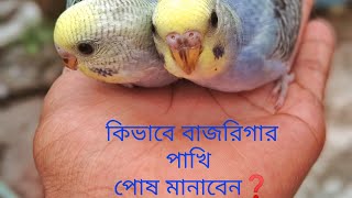 কিভাবে বাজরিগার পাখি পোষ মানাবেন।।বাজরিগার পাখি পালন।China beautiful music.