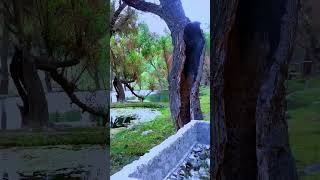 The world of dreams#youtubeshorts  #trending#nature#villagenaturelife