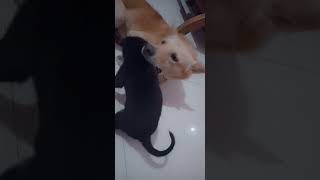 Jacky Jerry ki fight 😍 #youtubeshorts #viral #dogandfamily #dog