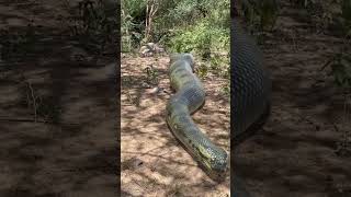 Big Anaconda Chase - PART 1 🐍 #shorts #snake