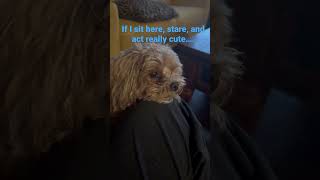 Hamlet trying to be extra cute for some ice cream. #maltipompoo #dog #furbabies