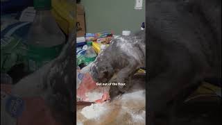 このおばあちゃんは飼い猫について何も良いことを言いません | The Dodo