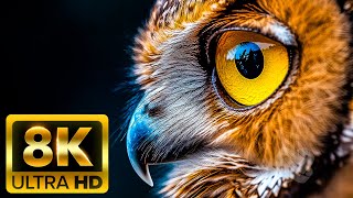 🍁 秋の森の音 8K (60FPS) | 自然の音の癒しの力 | DISCOVERY 8K ULTRA HD