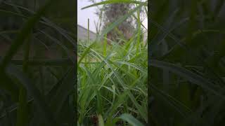 relaxing  #relaxingmusic #pianomusicforstressrelief #meditationmusic #restingpianomusic #relaxing