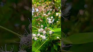 Rare Flowers #rareflowers #rareplants #rarebeauty #flowers #gardenflowers #bollywood #hindisong