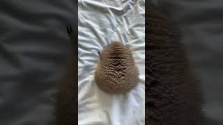 #pet #funny #petlover #animal #cute #viral #You Must Know #viral story #Wonderbot
