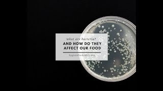 What Are Bacteria And How Do They Affect Our Foods?