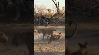 #WildlifeDrama#LionVsWildDogs#SavannaSurvival#NatureIsBrutal#EpicAnimalBattle