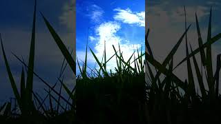 Cloud Aesthetic Edit video | Nature love video | #nature #songwhatsappstatus  #lovingnature