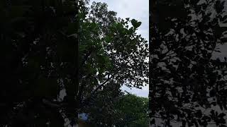 বৃষ্টির দিনে প্রকৃতি যেমন সাজে.....।
