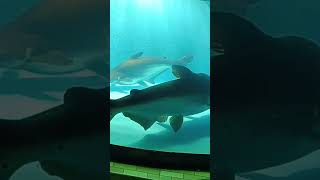 Fish #bangladeshdance #love #yashomatimaiyasebolenandlala  #dancer #explore #wedding #youtube