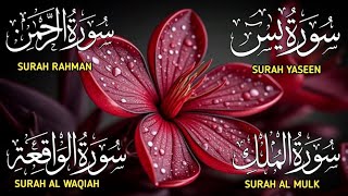 Surah Yaseen ❤ Surah Rahman ❤ Surah Al Waqia ❤ Surah Al mulk Soothing Quran recitation | Ep000246