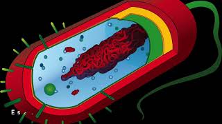03 Bacteria Basics Online Course Lecture 3 The Different Bcateria Preview