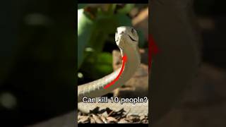 5 Animal Facts That Prove #NatureIsScary#facts #animallife #animalfacts #animals #animalintelligence