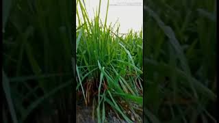 Halka halka surur hai short video # Kinemaster # hiteshvideography