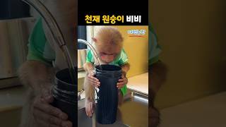 천재 원숭이 비비