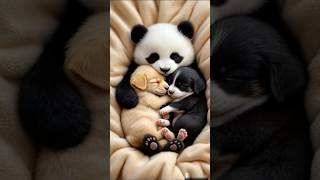 Perfect Baby Panda Cuddles - Here is what pure love looks like.🐼🐶🥹
