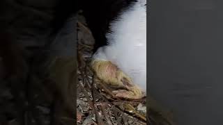 siraji kabutar ja bacca #sirajikabootar #petlovers #pegion#birdslover