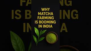 Why Matcha Farming Is Exploding in India 🇮🇳 | Green Gold Profits ₹20,000/kg?#trending #viral #shorts