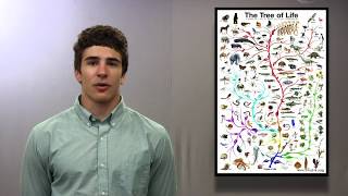 Understanding Speciation through Genomic Data Analysis