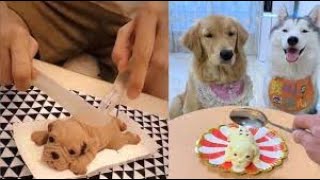 犬＆猫ケーキ ドッキリ| ケーキを切ることに対するイヌネコの反応-面白い犬のケーキの反応のコンパイル ＃４