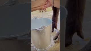 Buffalo milking by hand || cow milking || dairy farm #buffalodairyfarm