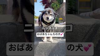 ニッコニコな黒柴‼️この笑顔可愛すぎる💕　　#柴犬　#黒柴　#犬　#かわいい犬 #かわいい
